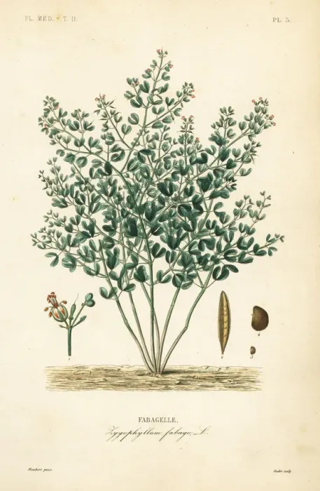 Framed Print : Syrian bean-caper, Zygophyllum fabago Framed Print : Syrian bean-caper, Zygophyllum fabago