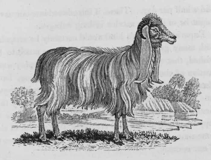 Framed Print : Syrian Goat (Bewick) Framed Print : Syrian Goat (Bewick)