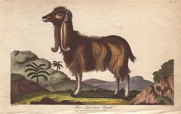 The Syrian Goat, Capra hircus