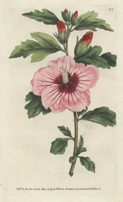 Framed Print : Syrian hibiscus, Hibiscus syriacus Framed Print : Syrian hibiscus, Hibiscus syriacus