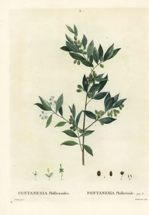 Framed Print : Syrian privet, Fontanesia phillyreoides Framed Print : Syrian privet, Fontanesia phillyreoides