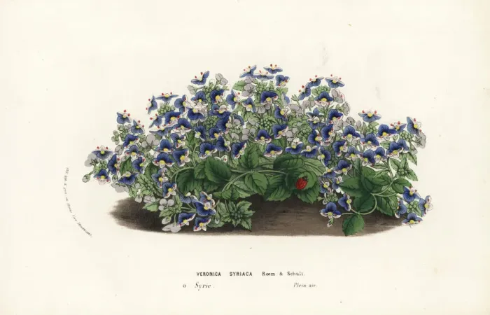 Framed Print : Syrian speedwell, Veronica syriaca Framed Print : Syrian speedwell, Veronica syriaca
