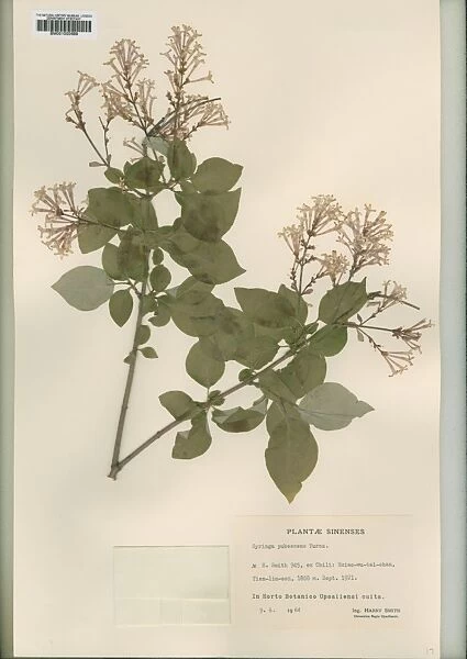 Syringa pubescens turez