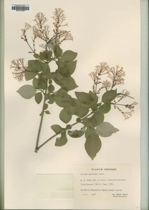 Framed Print : Syringa pubescens turez Framed Print : Syringa pubescens turez