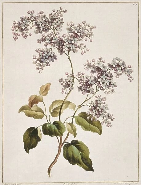 Syringa sp. Scotch lilac
