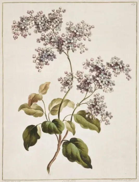 Framed Print : Syringa sp. Scotch lilac Framed Print : Syringa sp. Scotch lilac