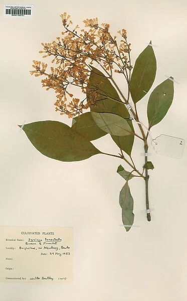 Syringa tomentella. Dried specimen taken from the museum herbarium