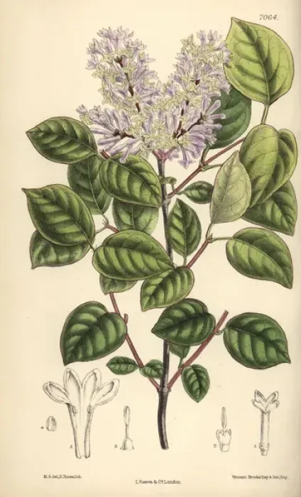 Framed Print : Syringa villosa, pale lilac flower from northern China Framed Print : Syringa villosa, pale lilac flower from northern China