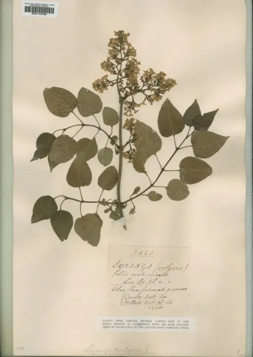 Framed Print : Syringa vulgaris, lilac Framed Print : Syringa vulgaris, lilac