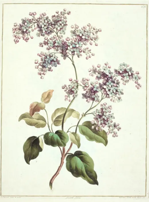 Framed Print : Syringa vulgaris, lilac Framed Print : Syringa vulgaris, lilac