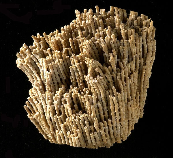 Syringopora, fossil coral