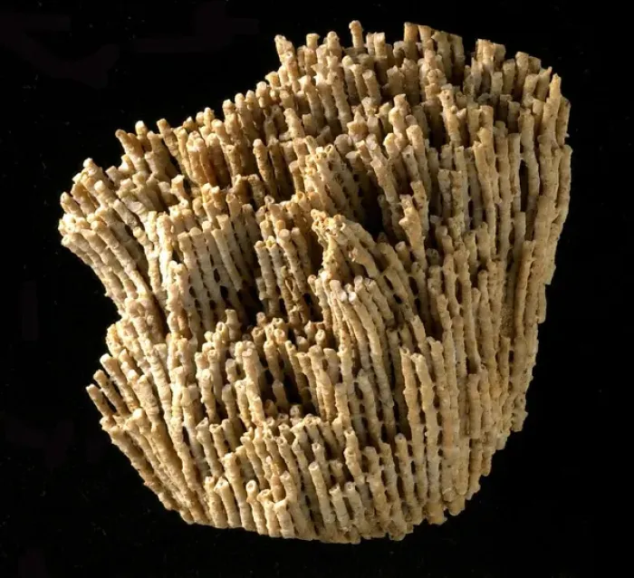 Framed Print : Syringopora, fossil coral Framed Print : Syringopora, fossil coral