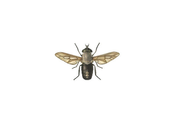 Tabanus aeneus Surcouf, horse fly