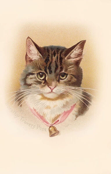 Tabby cat. The head of a tabby cat with a bell