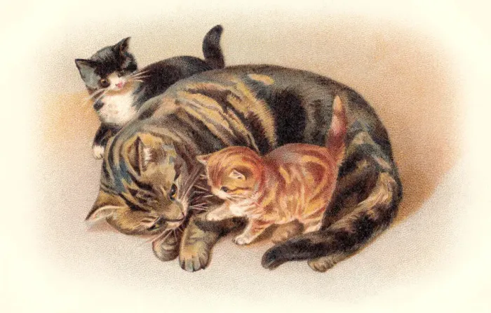 Framed Print : Tabby cat curled up on the floor with two kittens Framed Print : Tabby cat curled up on the floor with two kittens
