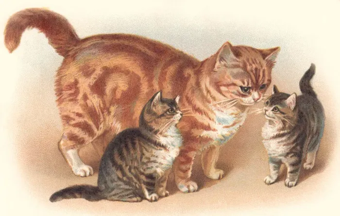Framed Print : Tabby cat. Marmalade cat with her kittens Framed Print : Tabby cat. Marmalade cat with her kittens