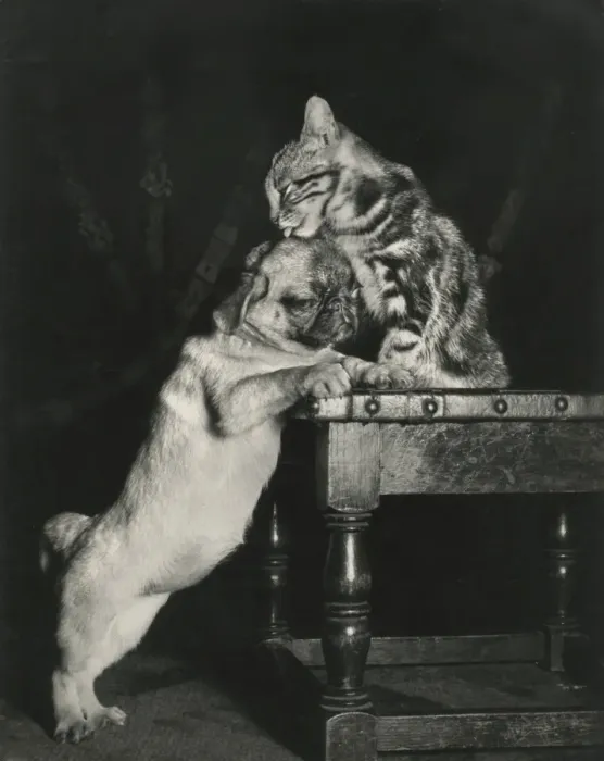 Framed Print : Tabby cat with bulldog Framed Print : Tabby cat with bulldog