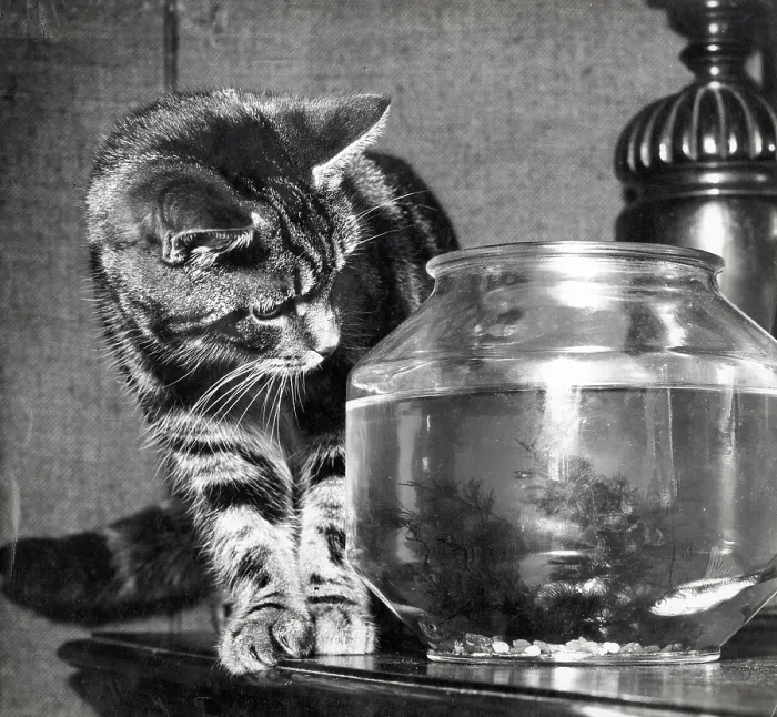 Framed Print : A tabby cat eyes up a fish in a fishbowl with interest Framed Print : A tabby cat eyes up a fish in a fishbowl with interest
