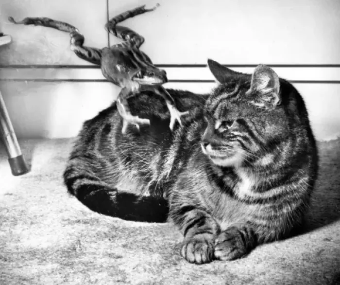 Framed Print : Tabby cat and frog Framed Print : Tabby cat and frog