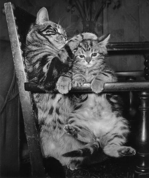Tabby cat and kitten on a chair