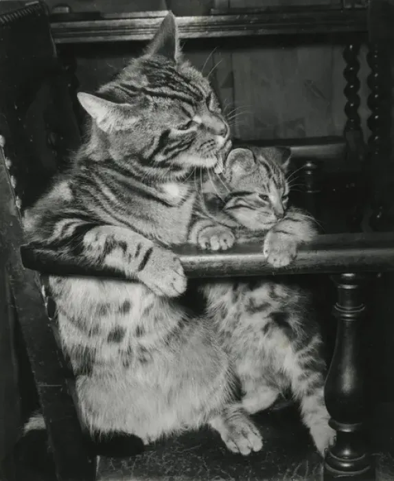 Framed Print : Tabby cat and kitten on a chair Framed Print : Tabby cat and kitten on a chair