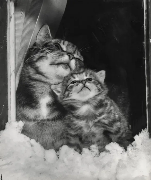 Framed Print : Tabby cat and kitten look out at the snow Framed Print : Tabby cat and kitten look out at the snow