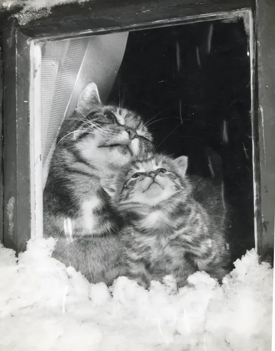 Framed Print : Tabby cat and kitten look through a window at the snow Date: 1950s Framed Print : Tabby cat and kitten look through a window at the snow Date: 1950s