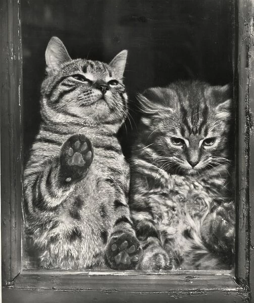Tabby cat and kitten at a window