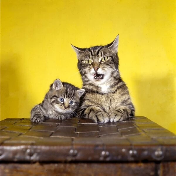 Tabby cat and kitten with yellow background