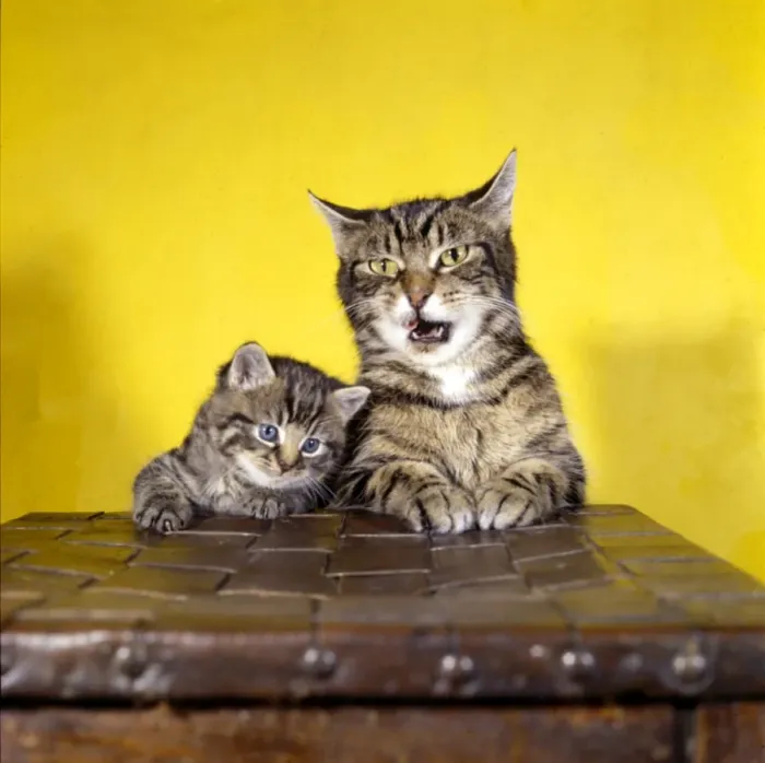 Framed Print : Tabby cat and kitten with yellow background Framed Print : Tabby cat and kitten with yellow background