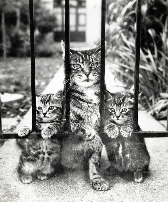 Framed Print : Tabby cat and two kittens wait patiently by a garden gate Framed Print : Tabby cat and two kittens wait patiently by a garden gate
