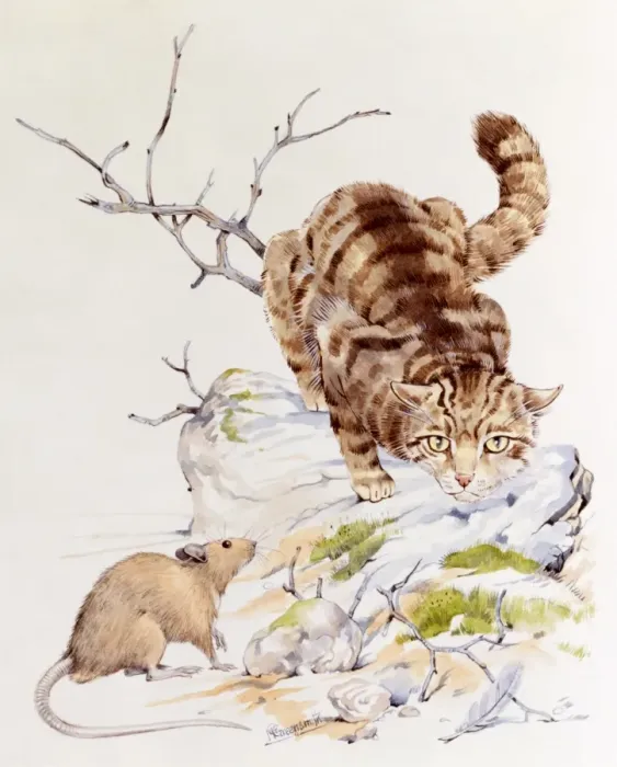 Framed Print : A tabby cat stalking a mouse Framed Print : A tabby cat stalking a mouse