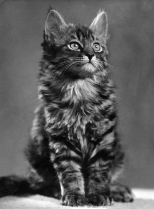 Framed Print : TABBY KITTEN Framed Print : TABBY KITTEN