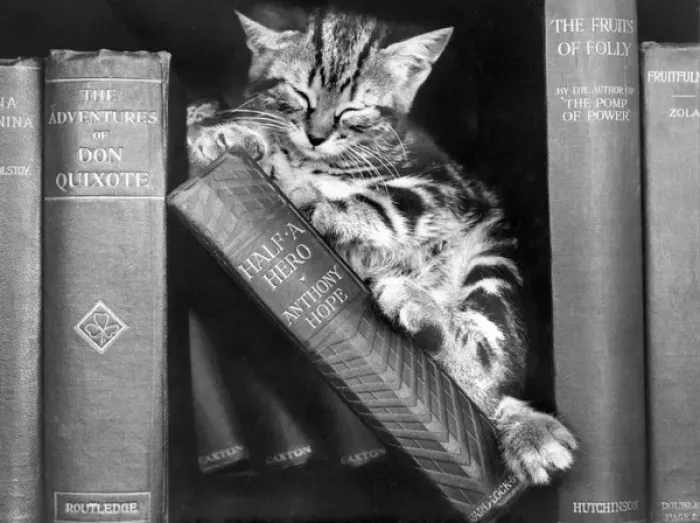 Framed Print : Tabby kitten asleep on a bookshelf Framed Print : Tabby kitten asleep on a bookshelf
