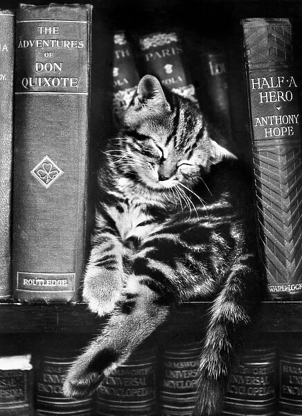 Tabby kitten asleep on a bookshelf