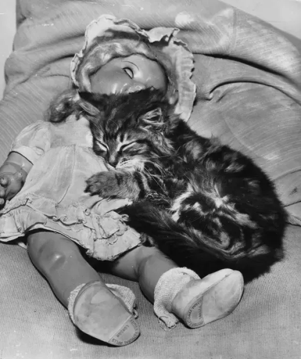 Framed Print : Tabby kitten asleep with a doll Framed Print : Tabby kitten asleep with a doll