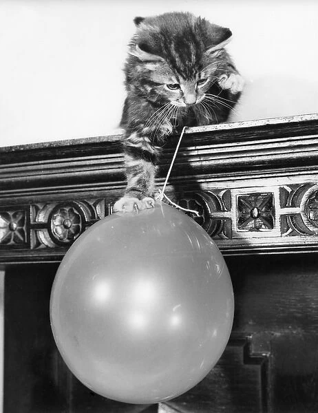 Tabby kitten and balloon