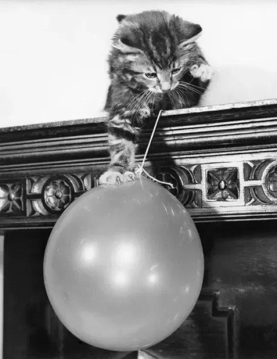 Framed Print : Tabby kitten and balloon Framed Print : Tabby kitten and balloon
