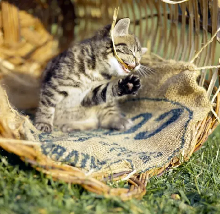 Framed Print : Tabby kitten in a basket with canvas sacking Framed Print : Tabby kitten in a basket with canvas sacking