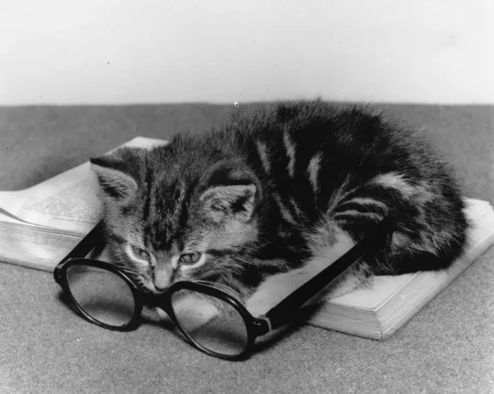 Framed Print : Tabby kitten with book and spectacles Framed Print : Tabby kitten with book and spectacles