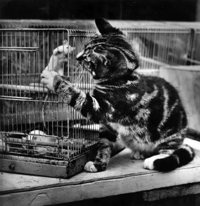 Framed Print : Tabby kitten with caged mouse Framed Print : Tabby kitten with caged mouse