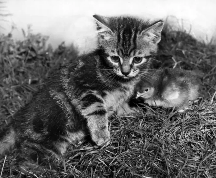 Framed Print : Tabby kitten and chick Framed Print : Tabby kitten and chick