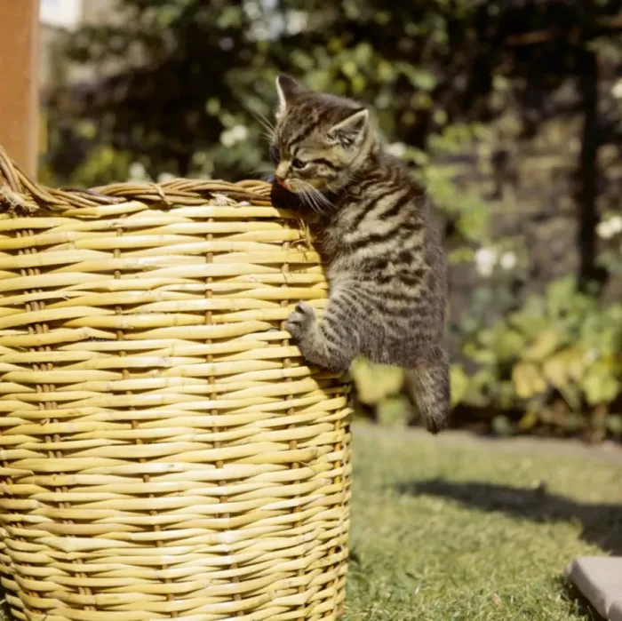 Framed Print : Tabby kitten climbing on a basket Framed Print : Tabby kitten climbing on a basket
