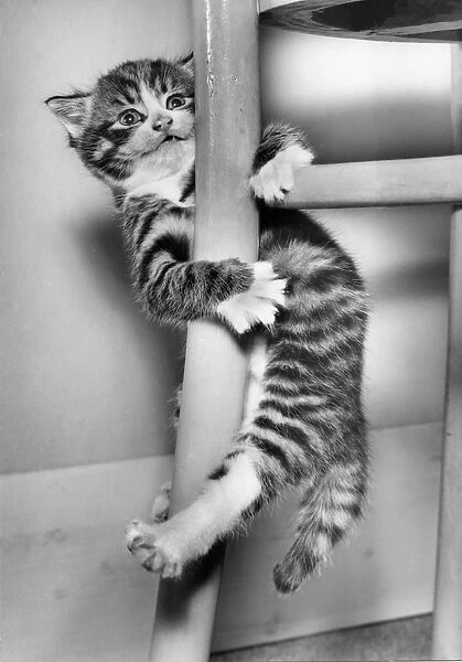 Tabby kitten clinging to a chair