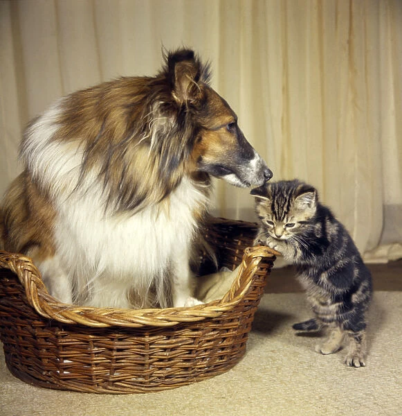 Tabby kitten with a Collie dog