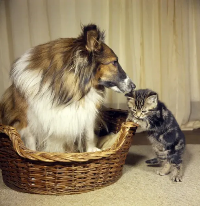 Framed Print : Tabby kitten with a Collie dog Framed Print : Tabby kitten with a Collie dog
