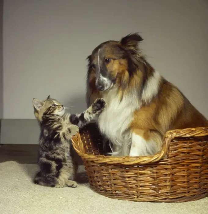 Framed Print : Tabby kitten with a Collie dog Framed Print : Tabby kitten with a Collie dog