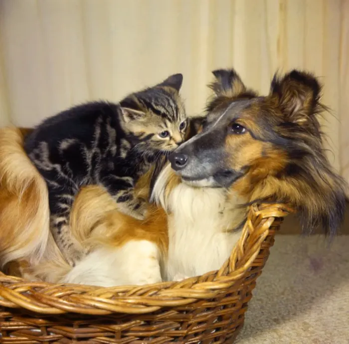 Framed Print : Tabby kitten and Collie dog in a basket Framed Print : Tabby kitten and Collie dog in a basket