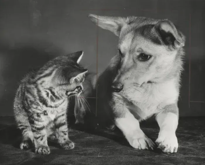 Framed Print : Tabby kitten and a Corgi dog Framed Print : Tabby kitten and a Corgi dog