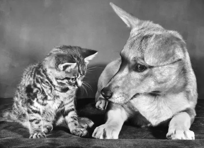 Framed Print : Tabby kitten and a Corgi dog Framed Print : Tabby kitten and a Corgi dog